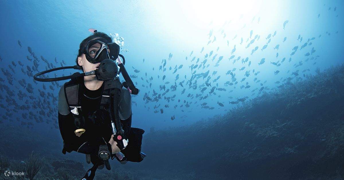 a diver is diving with a flock of fishes at behind